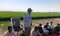 کارگاه آموزشی مدیریت آفت سن گندم در شهرستان جازموریان برگزار شد.